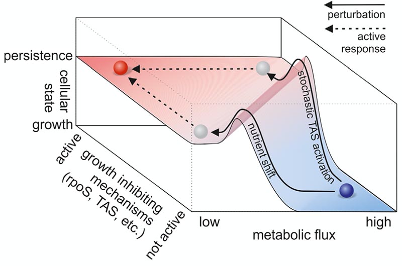 Multi-drug efflux pumps can export antibiotics and provide transient resistance, but we found that their expression predisposes cells towards mutation (El Meouche, Dunlop - Science 2018).