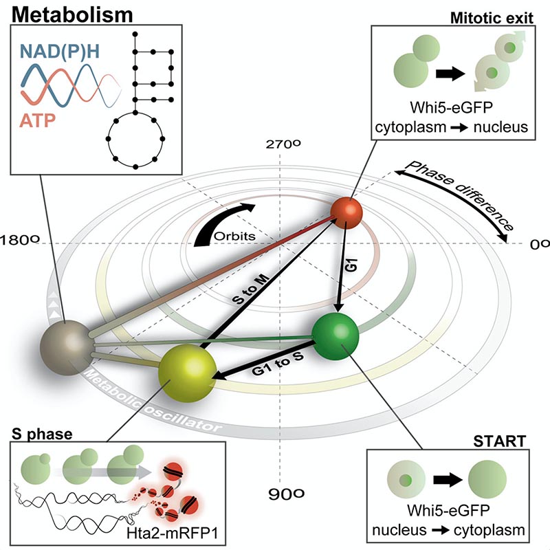 Trade-offs between pump expression and biofuel tolerance. Turner, Dunlop - ACS Synthetic Biology 2014.